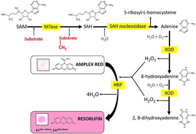 Hydrogen Peroxide-Based Fluorometric Assay for Real-Time Monitoring of SAM-Dependent Methyltransferases